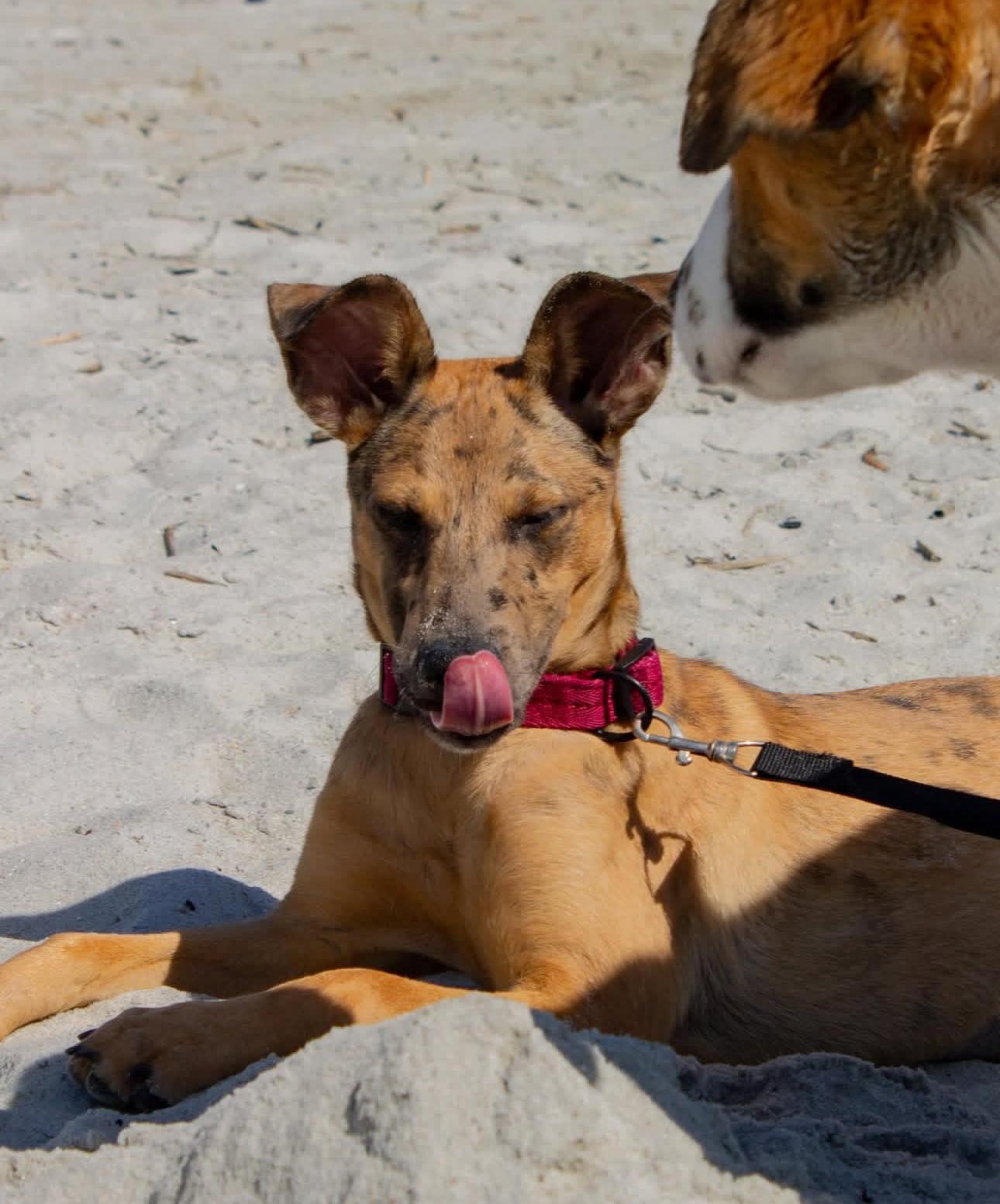 Enlarge Emory, a Adoptable mixed breed in Lutz, FL image 4/6