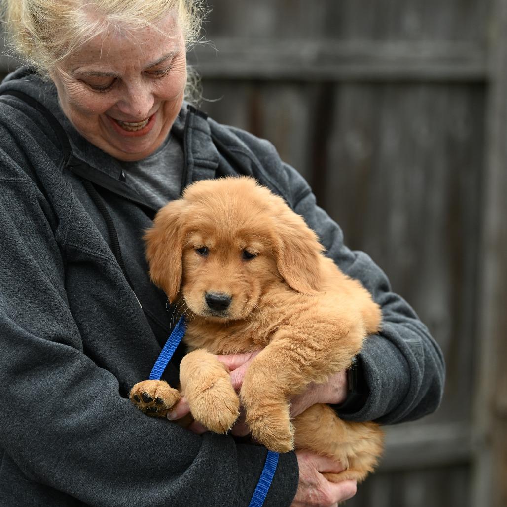 Ravioli, an adopted Golden Retriever in Chester Springs, PA image 4/4