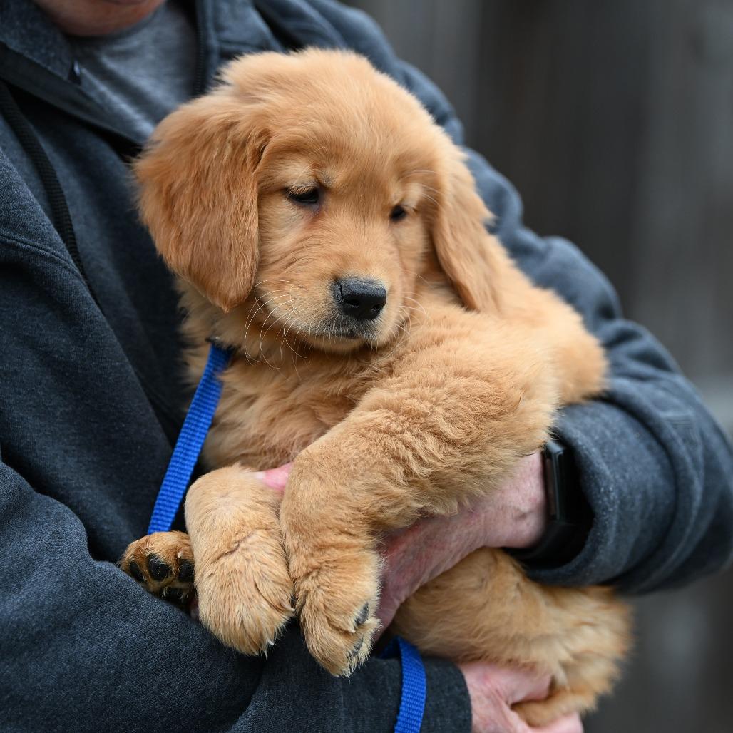Ravioli, adopted, Puppy Female Golden Retriever.