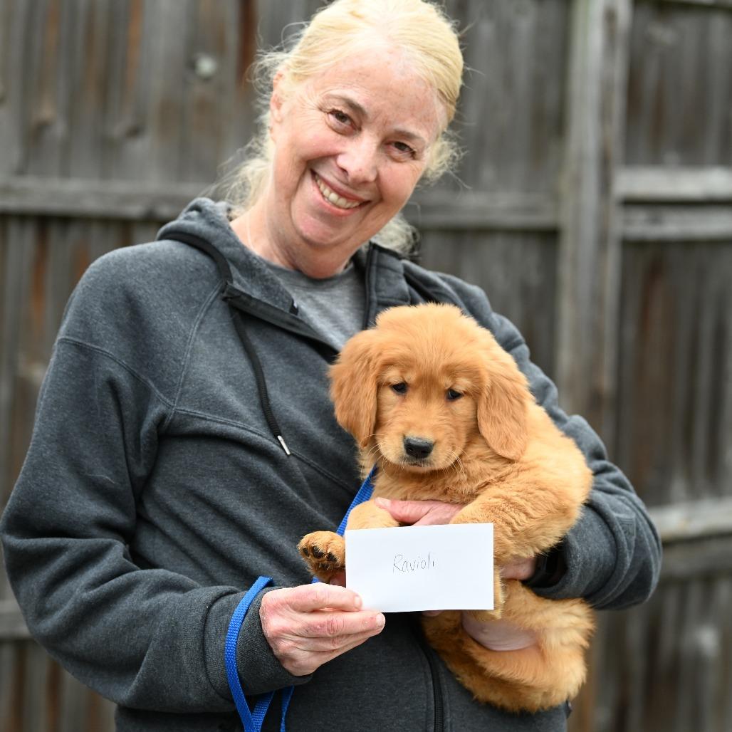 Ravioli, an adopted Golden Retriever in Chester Springs, PA image 3/4