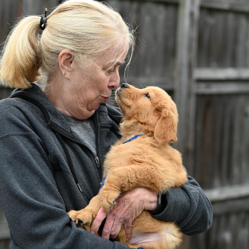Ravioli, an adopted Golden Retriever in Chester Springs, PA image 2/4
