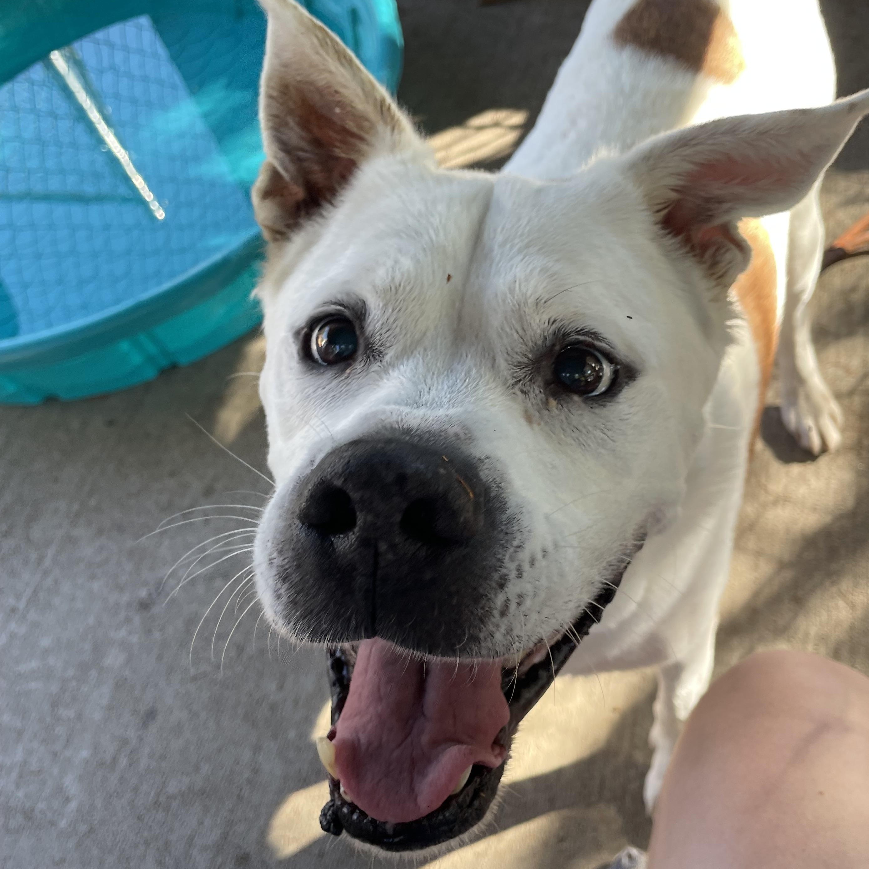 Hoss, Adoptable, Adult Male Boxer.