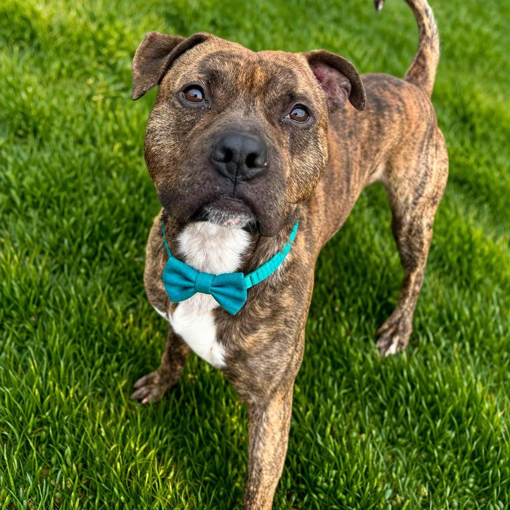 Benji Boi, Adoptable, Adult Male Mixed Breed & Mixed Breed.
