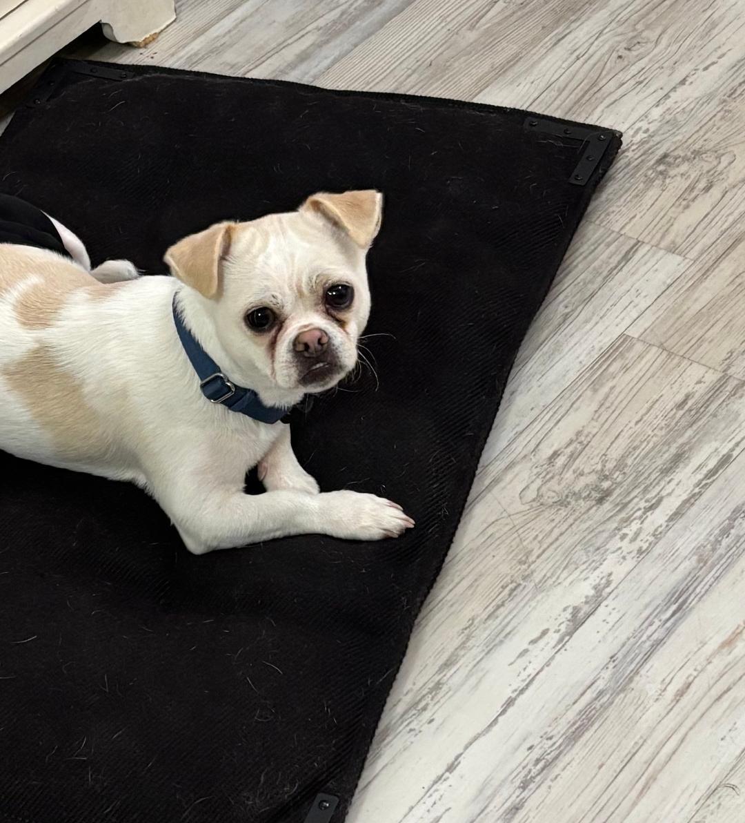 Enlarge Benji, a ADOPTABLE mixed breed in North Olmsted, OH image 3/6