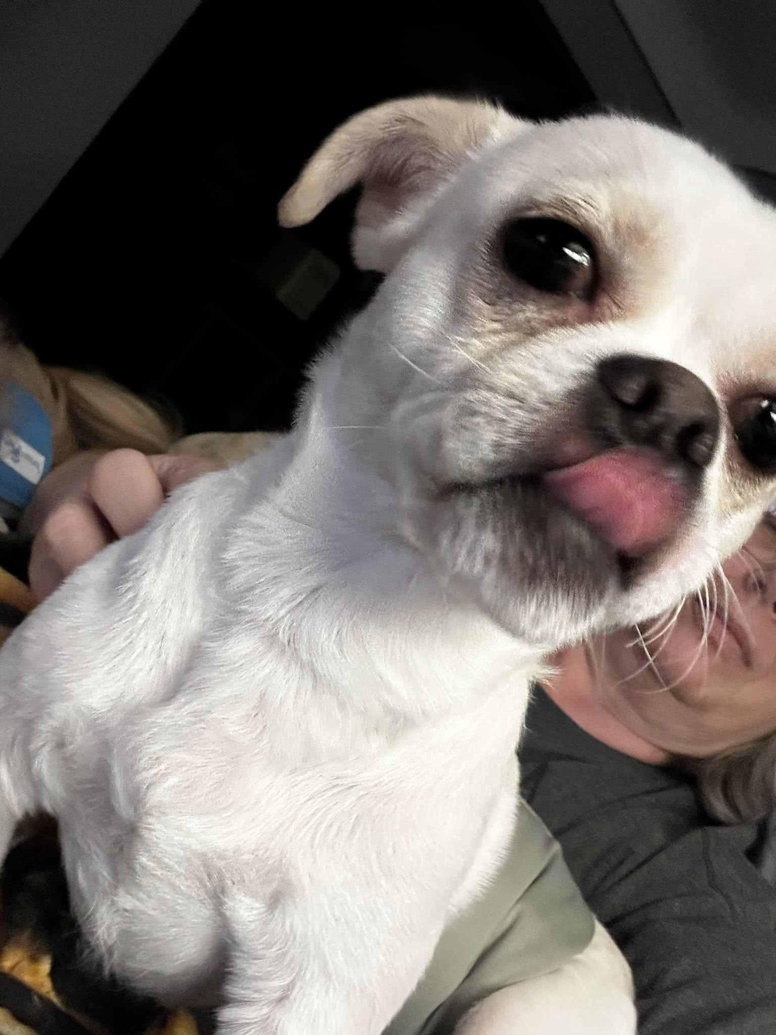 Enlarge Benji, a ADOPTABLE mixed breed in North Olmsted, OH image 4/6