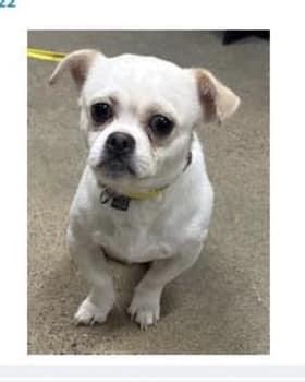 Enlarge Benji, a ADOPTABLE mixed breed in North Olmsted, OH image 1/6