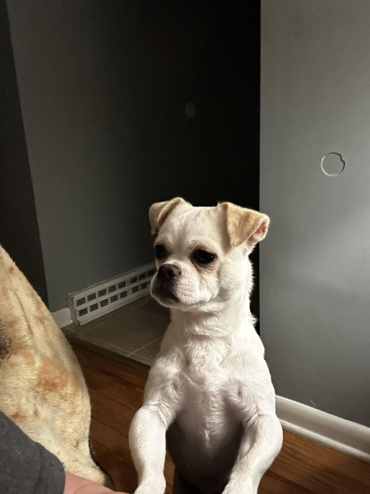 Enlarge Benji, a ADOPTABLE mixed breed in North Olmsted, OH image 5/6