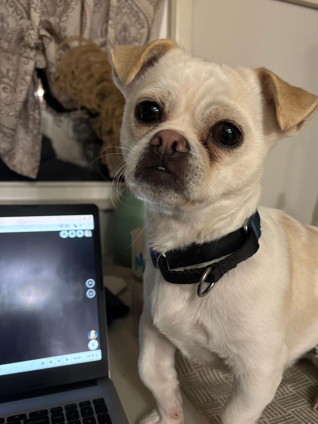 Enlarge Benji, a ADOPTABLE mixed breed in North Olmsted, OH image 2/6