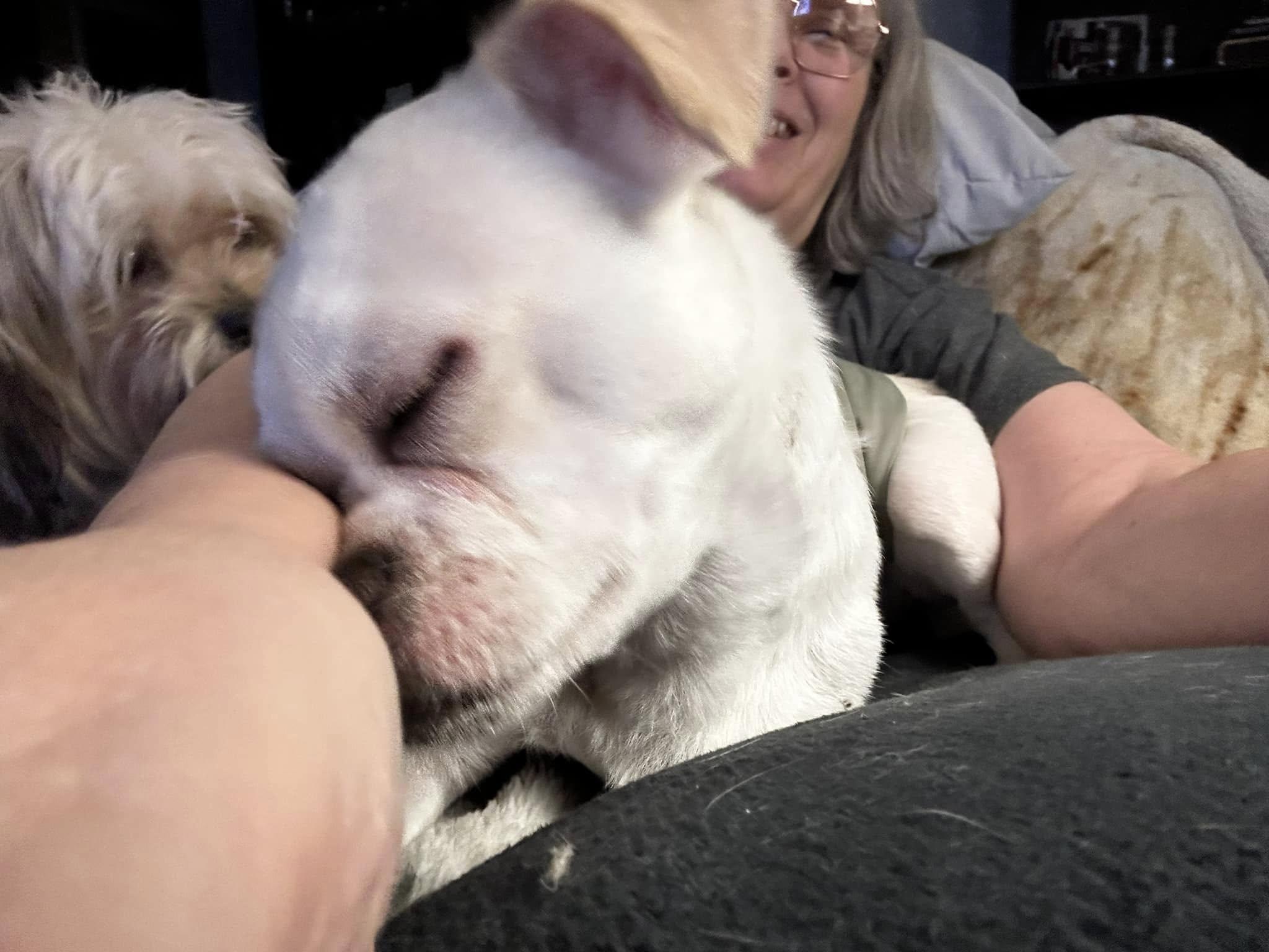 Enlarge Benji, a ADOPTABLE mixed breed in North Olmsted, OH image 6/6