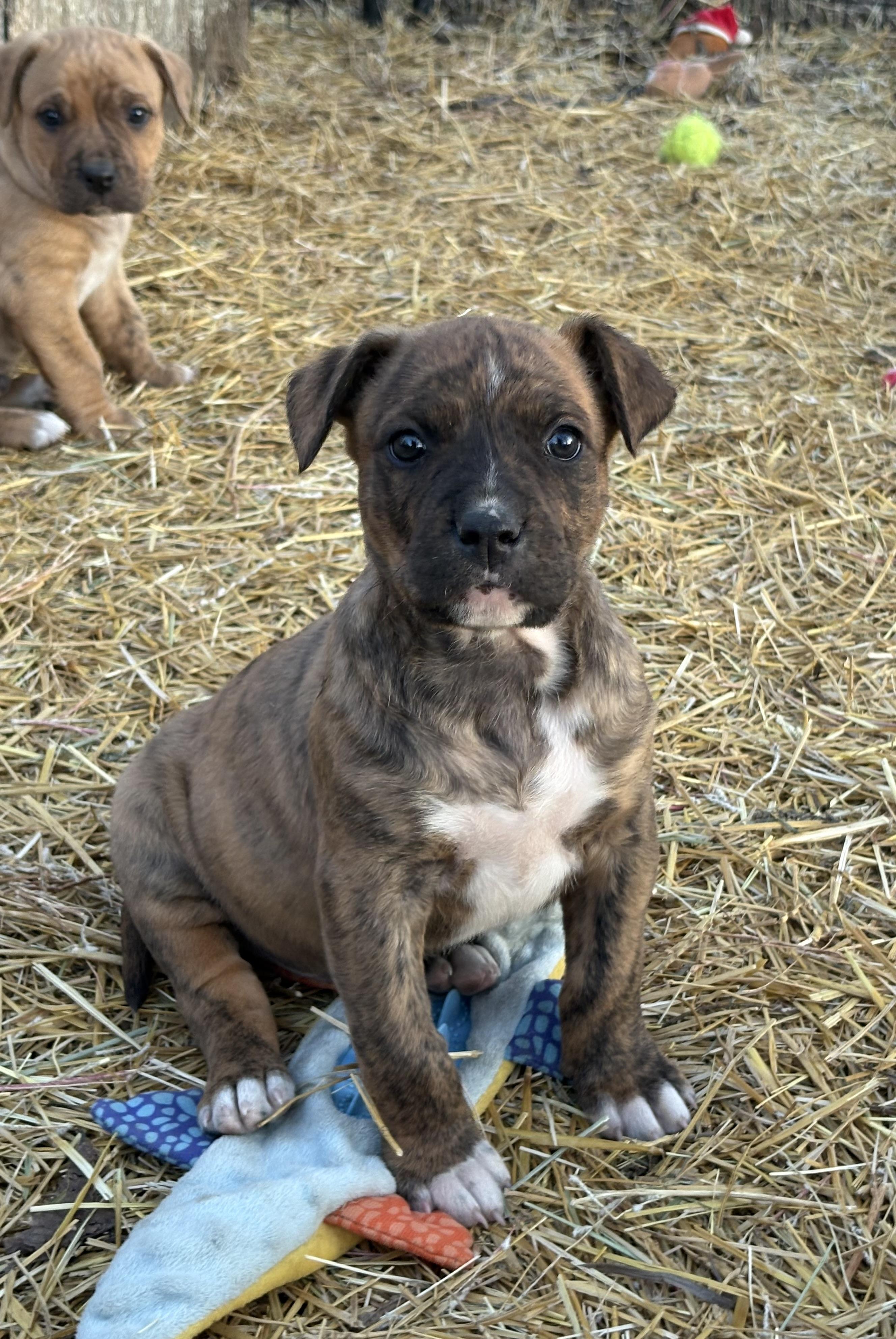 Kale, adopted, Puppy Male Mixed Breed.