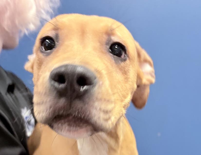 Enlarge Drako, an adopted mixed breed in Columbus, IN image 1/1