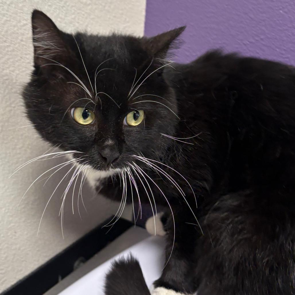 Enlarge Mitchell, a Adoptable mixed breed in Englewood, FL image 1/3