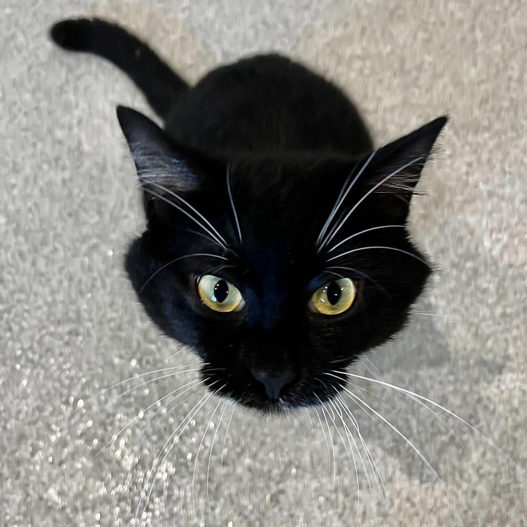 Enlarge Mitchell, a Adoptable mixed breed in Englewood, FL image 2/3