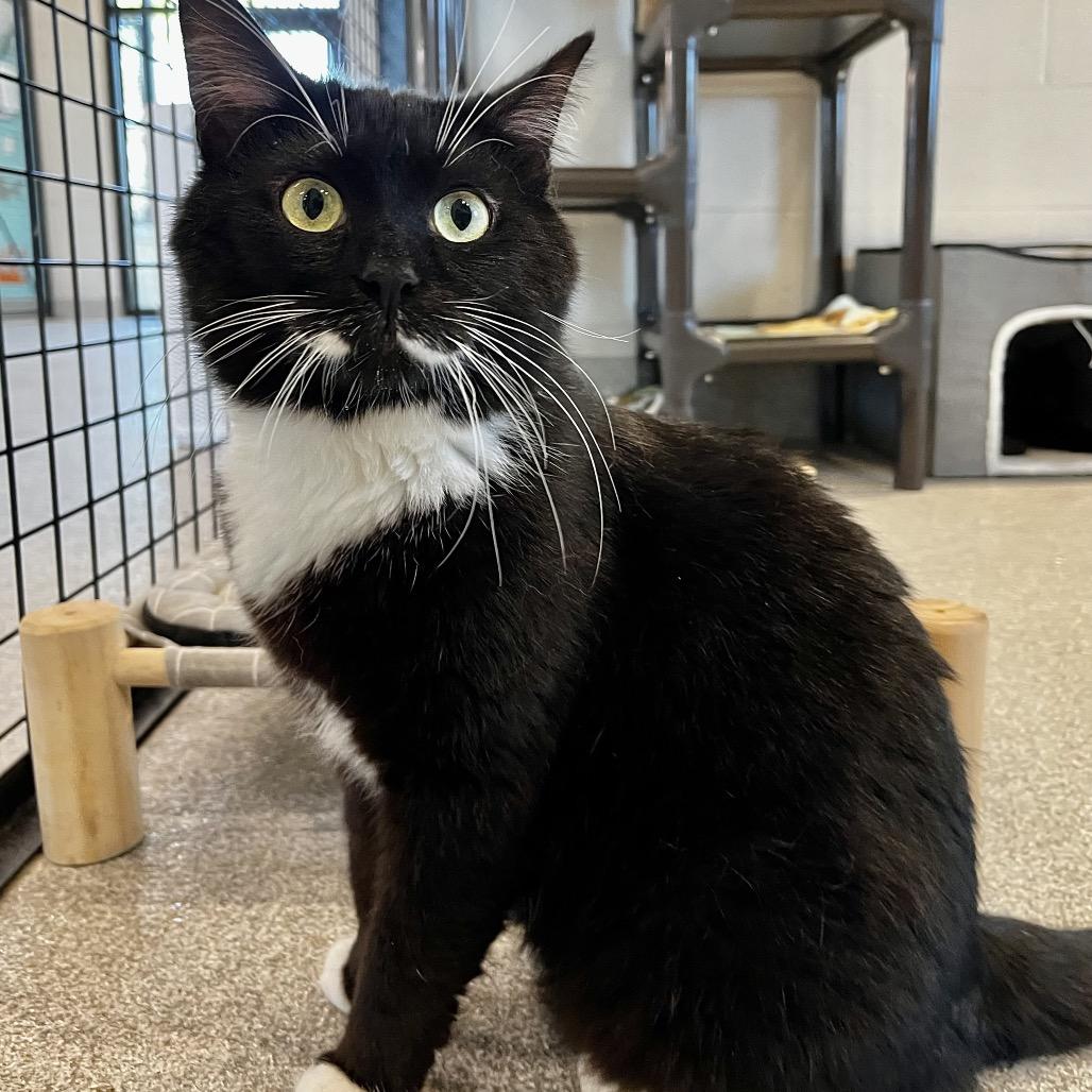 Enlarge Mitchell, a Adoptable mixed breed in Englewood, FL image 3/3