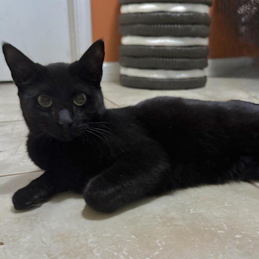 Enlarge Vesper, a Adoptable Domestic Short Hair in Enfield, CT image 1/1