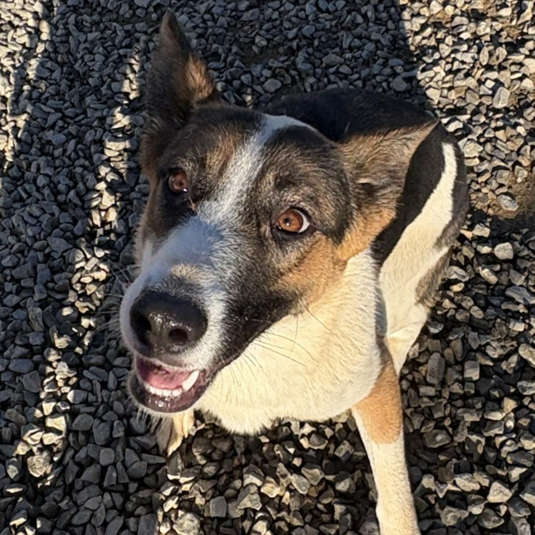 Malaylay, Adoptable, Young Female German Shepherd Dog.