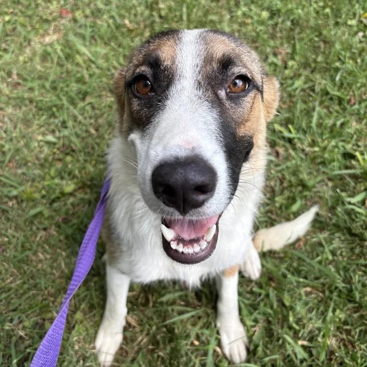 Enlarge Malaylay, a Adoptable German Shepherd Dog in Chuckey, TN image 4/6