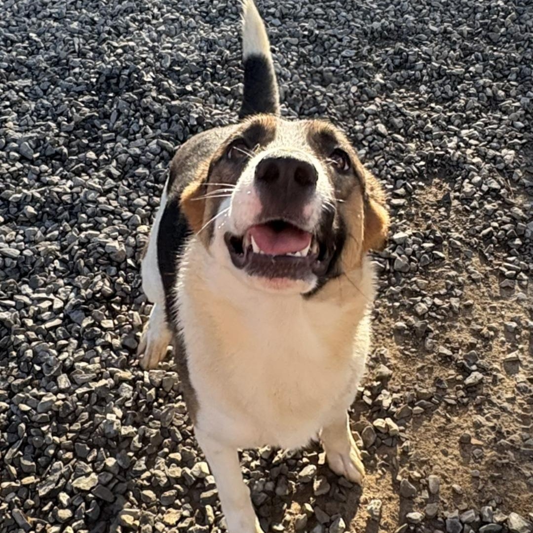 Enlarge Malaylay, a Adoptable German Shepherd Dog in Chuckey, TN image 5/6