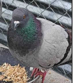 Enlarge Spencer, a Adopted Pigeon in LAKE ARIEL, PA image 1/1