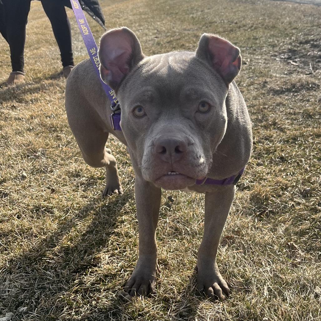 Rayna, a Adoptable Mixed Breed in Waukesha, WI image 1/2