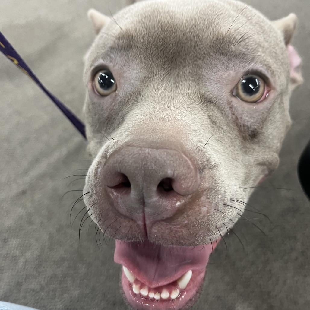 Rayna, a Adoptable Mixed Breed in Waukesha, WI image 2/2