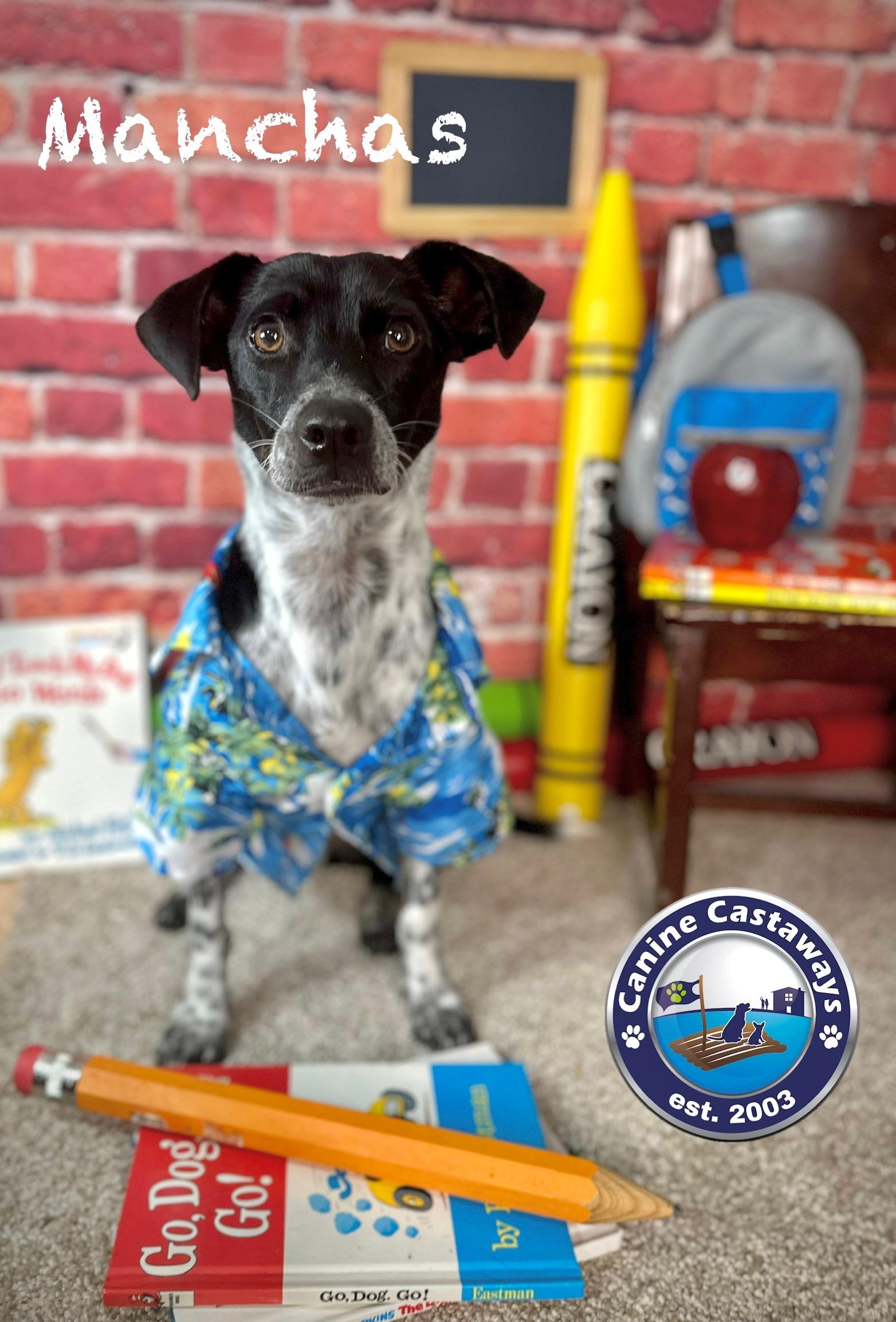 Manchas, a Adoptable mixed breed in Arcadia, FL image 4/6