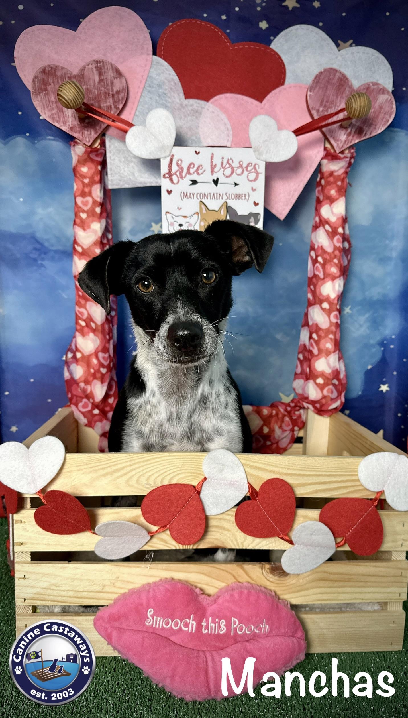 Manchas, a Adoptable mixed breed in Arcadia, FL image 3/6