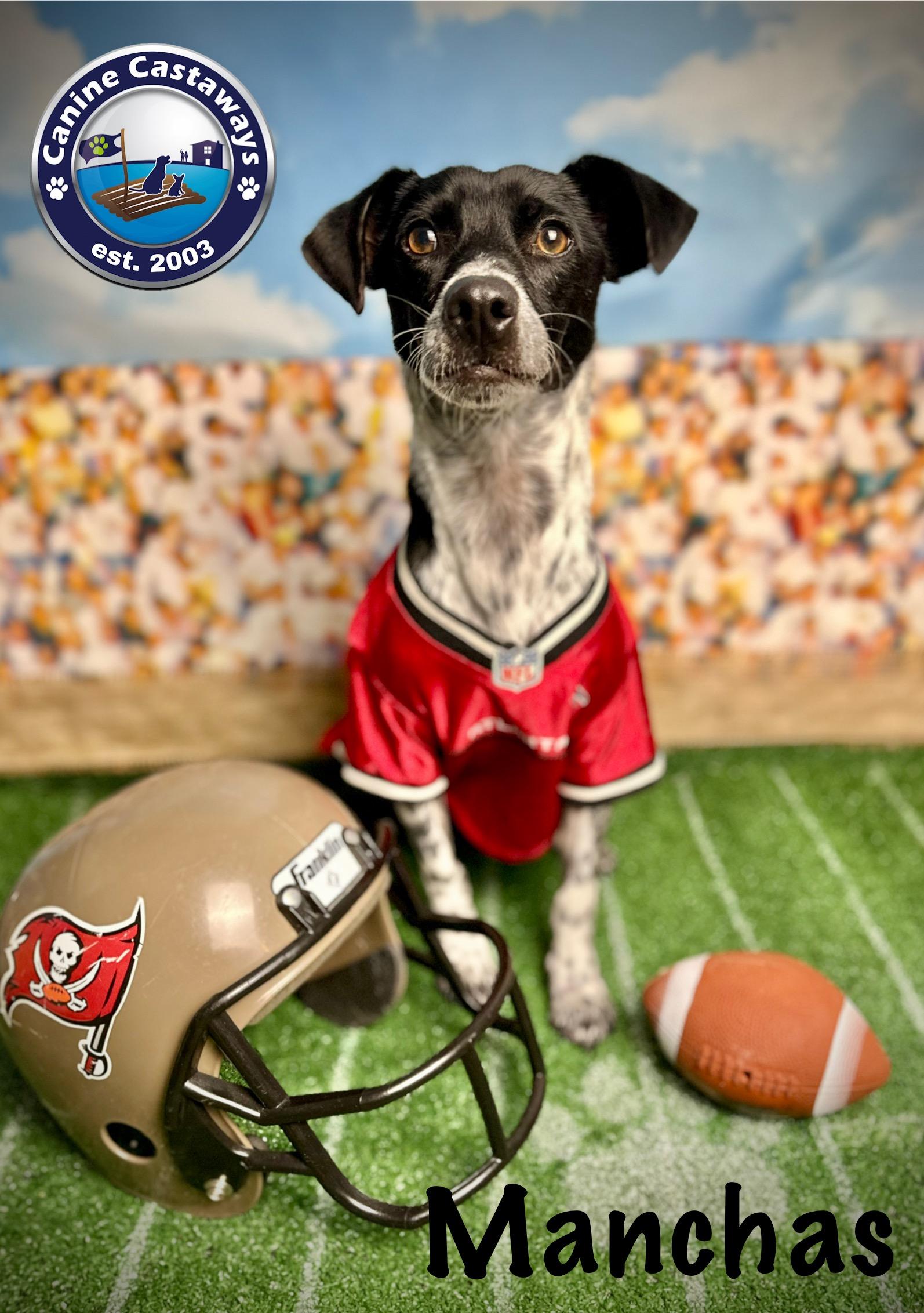 Manchas, a Adoptable mixed breed in Arcadia, FL image 6/6