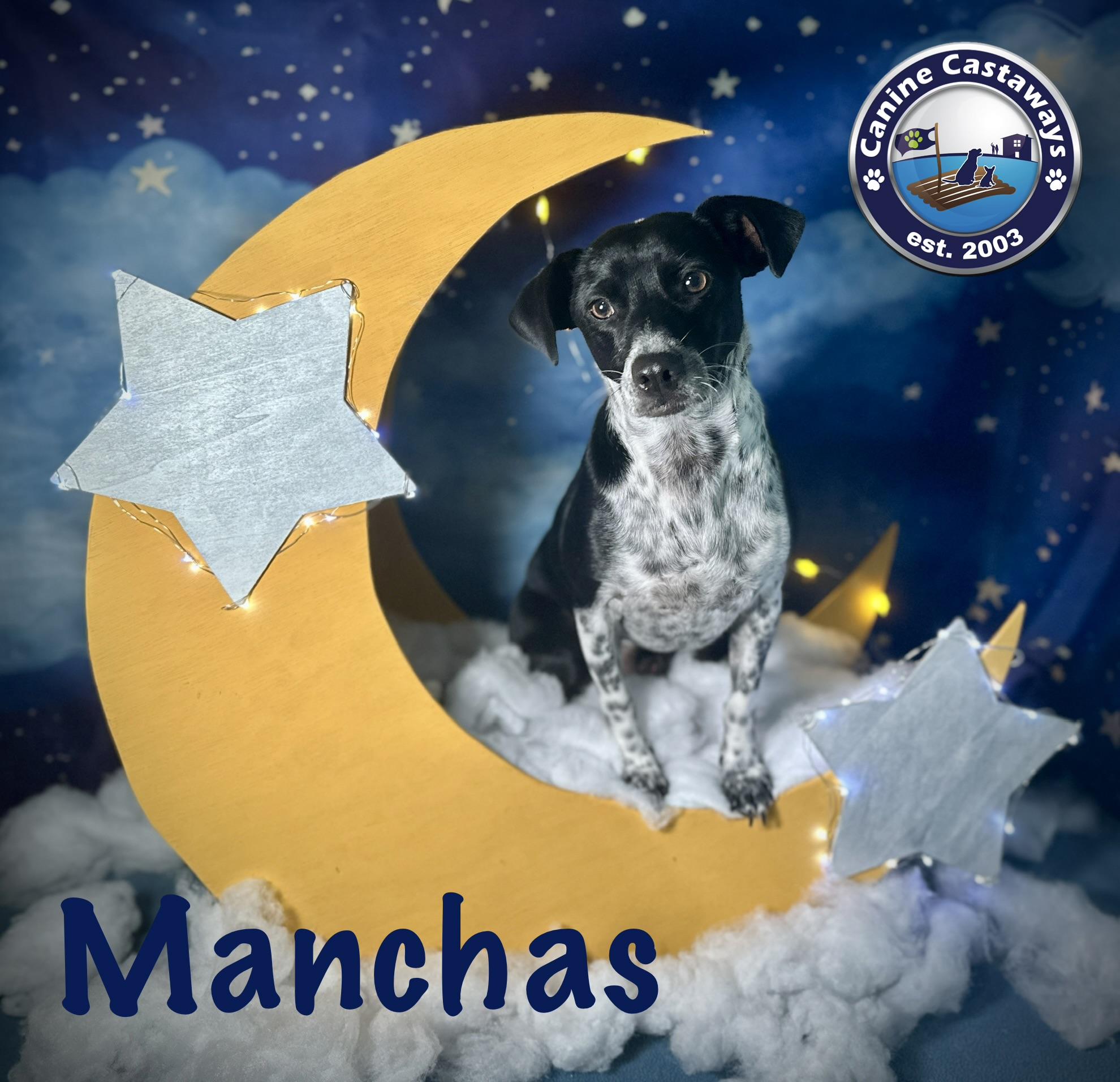 Manchas, a Adoptable mixed breed in Arcadia, FL image 3/6
