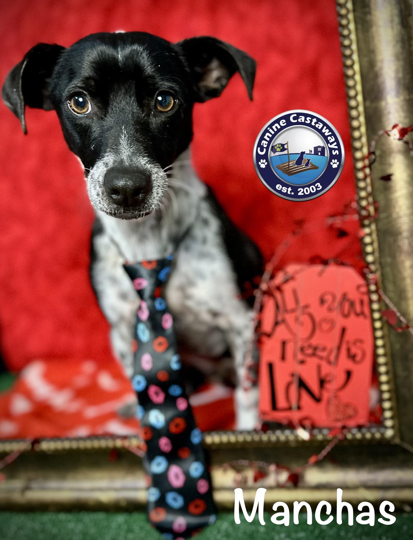 Manchas, a Adoptable mixed breed in Arcadia, FL image 1/6