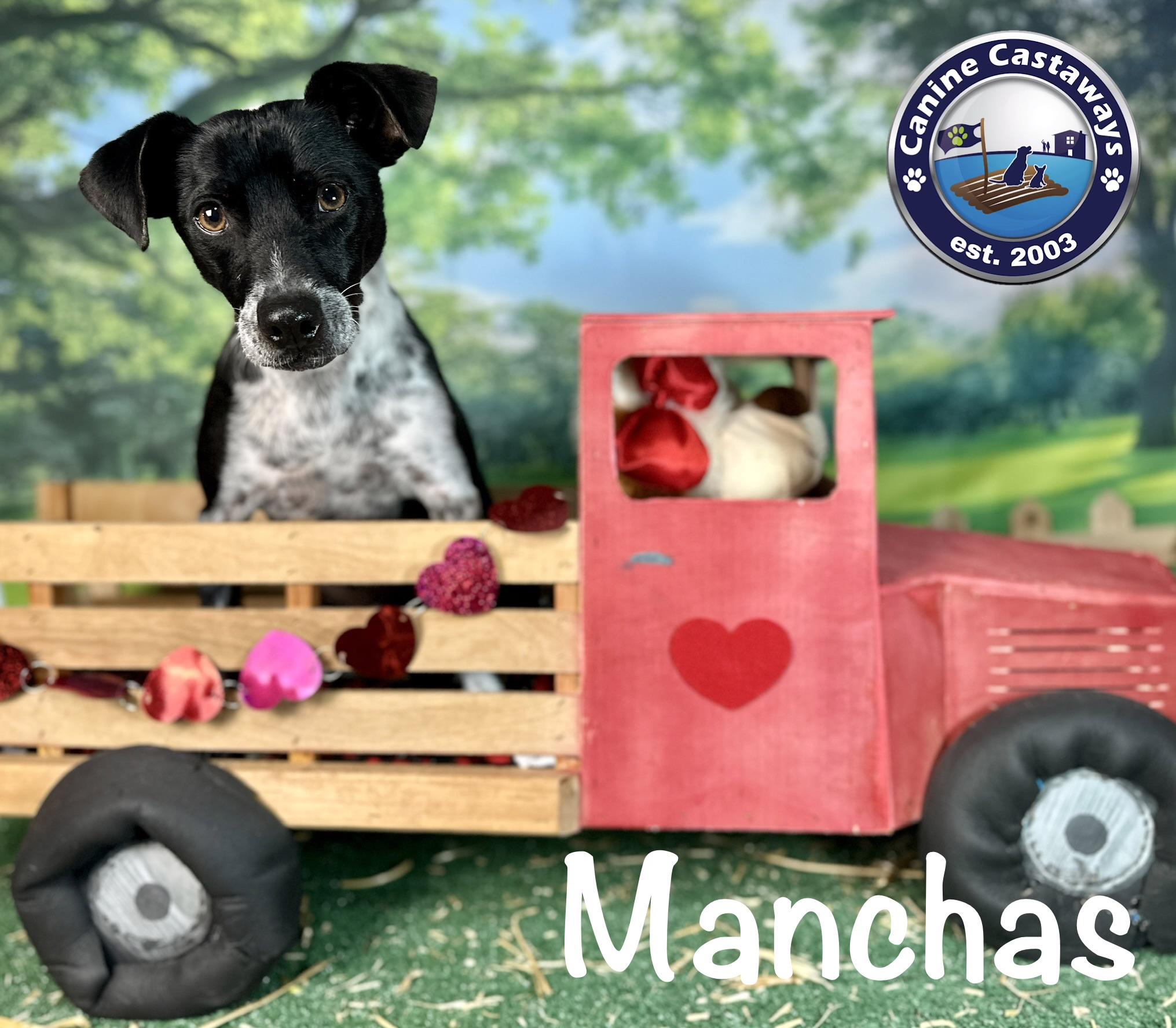 Manchas, a Adoptable mixed breed in Arcadia, FL image 2/6