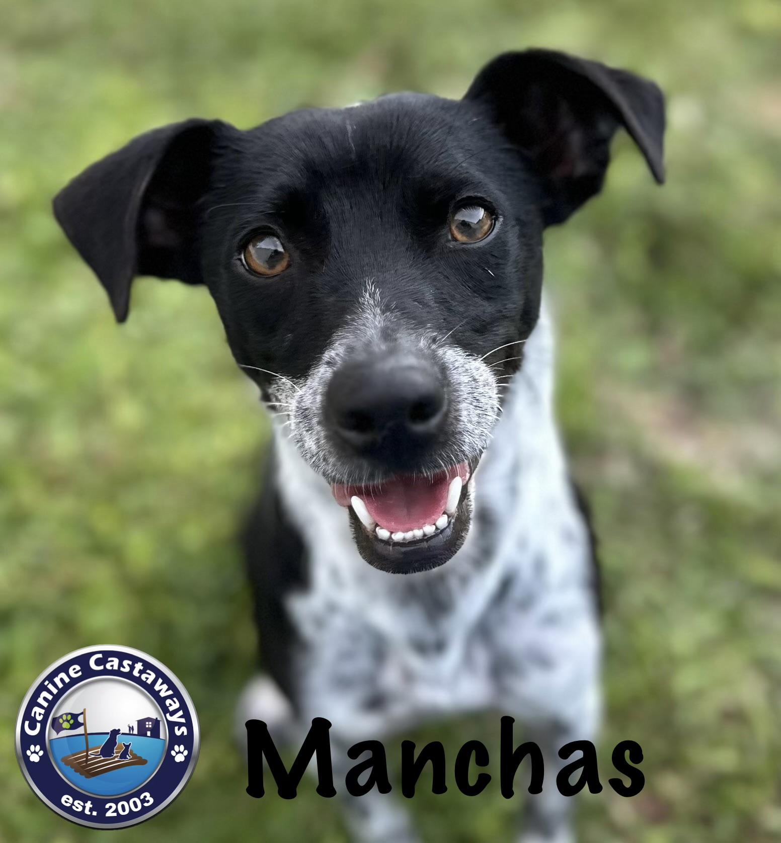 Manchas, a Adoptable mixed breed in Arcadia, FL image 1/6
