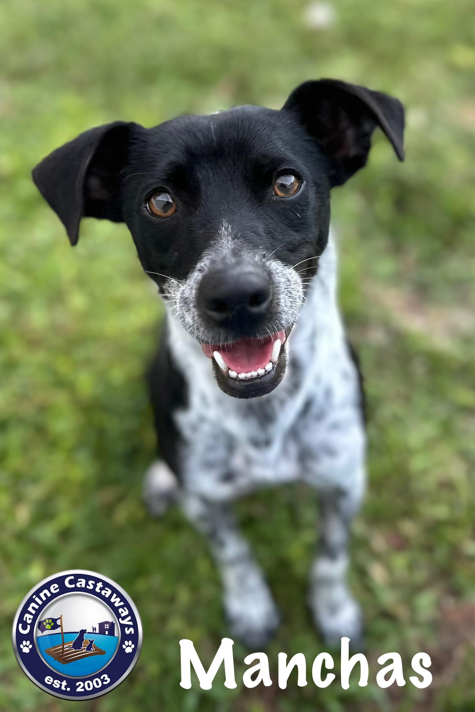 Manchas, a Adoptable mixed breed in Arcadia, FL image 1/6