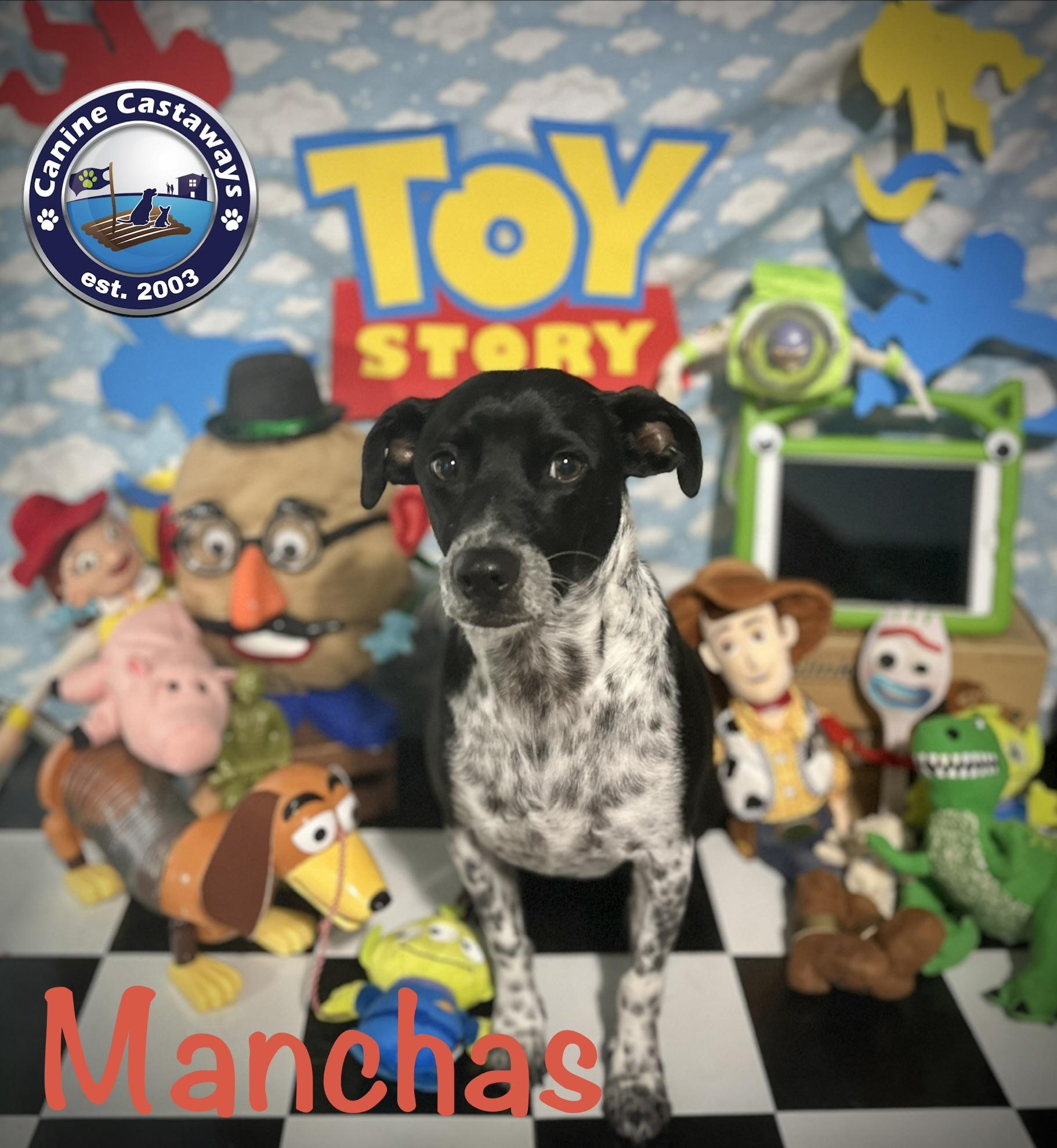 Manchas, a Adoptable mixed breed in Arcadia, FL image 6/6