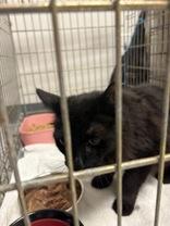 Bat, ADOPTABLE, Adult Male Domestic Short Hair.
