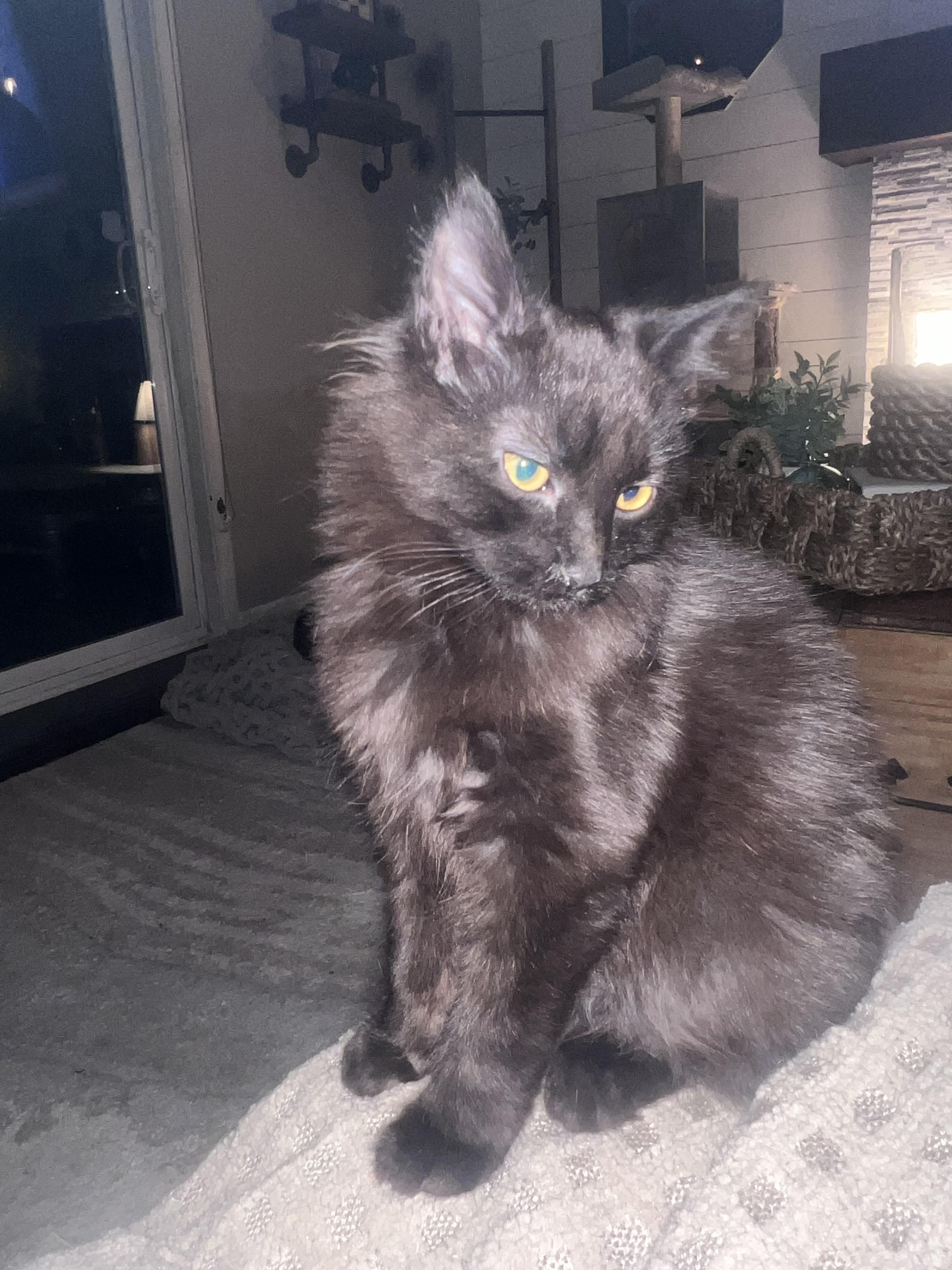 Boo, Adoptable, Young Female Domestic Short Hair.