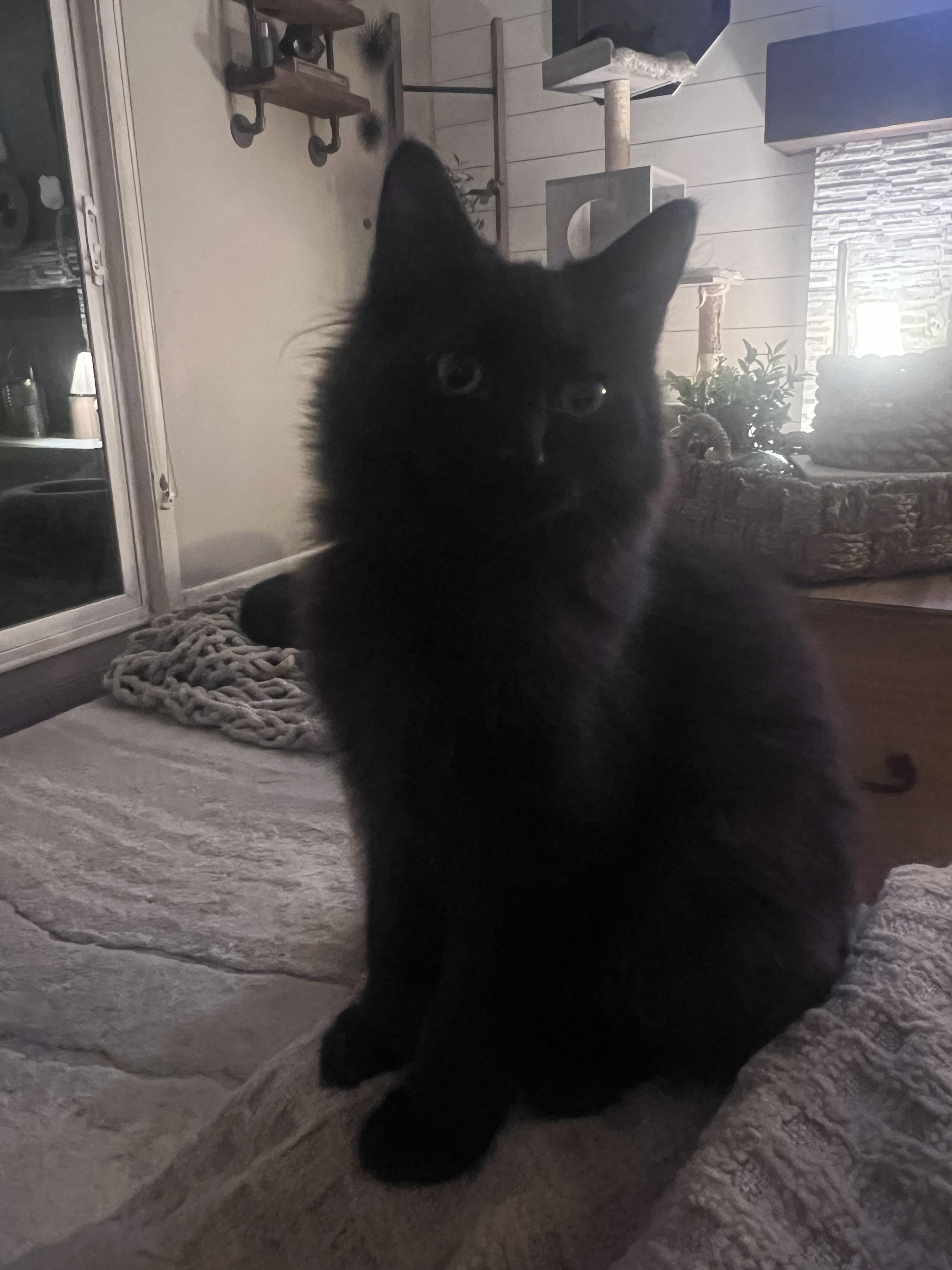 Boo, a Adoptable Domestic Short Hair in Lincoln, NE image 2/2