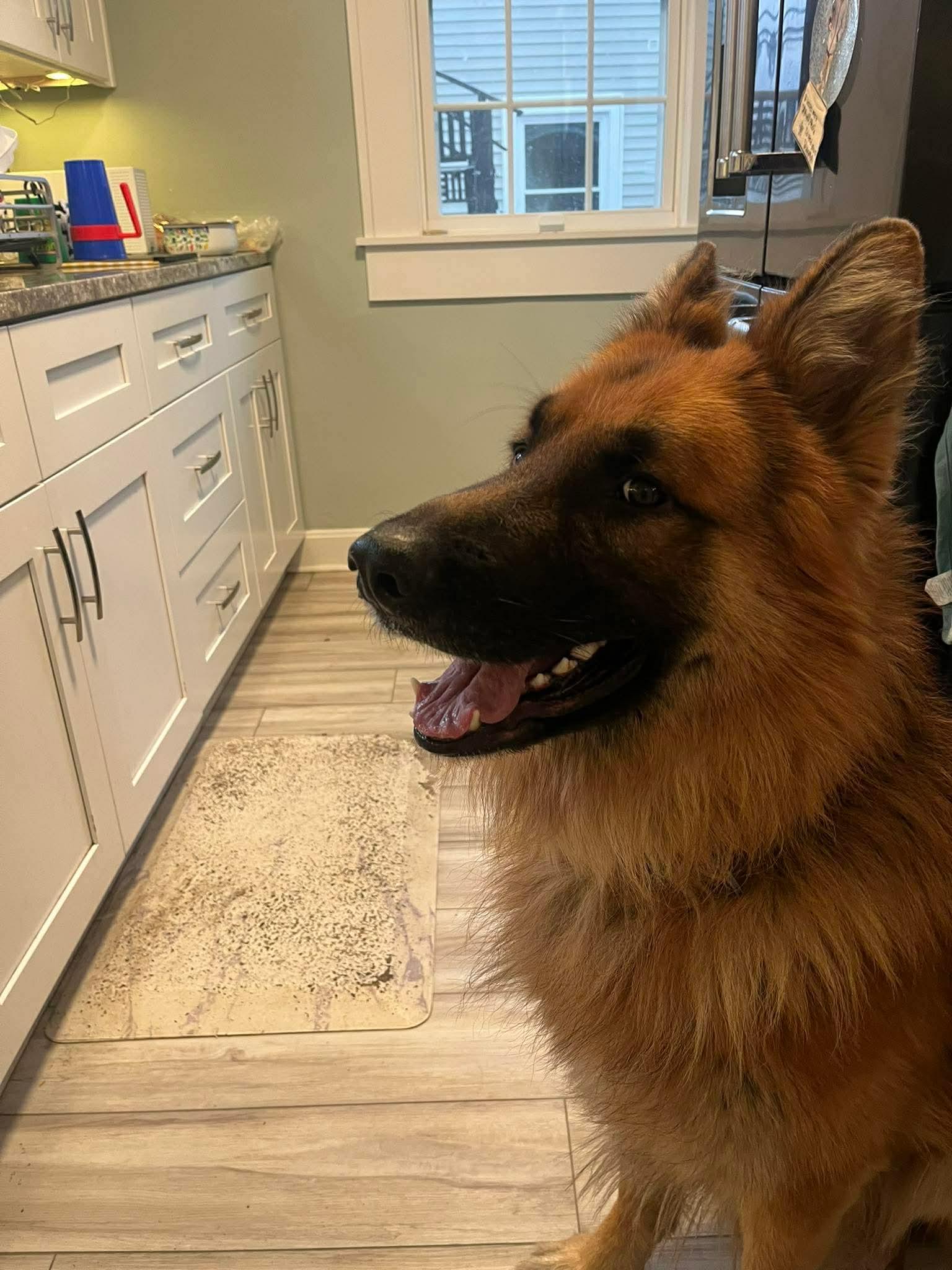 Cassidy, ADOPTABLE, Adult Male German Shepherd Dog.