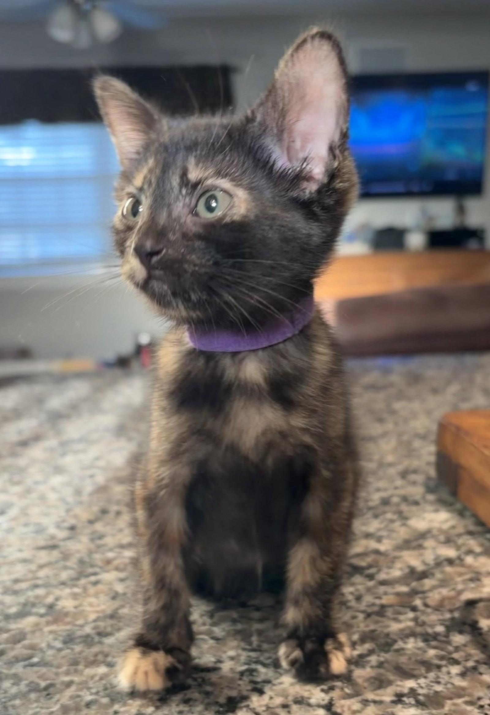 Cloud, a Adopted mixed breed in Frisco, TX image 2/2