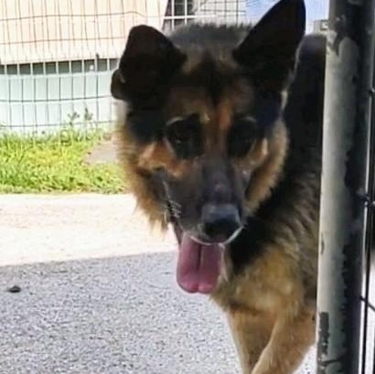 Chester, a Adoptable German Shepherd Dog in Clay City, KY image 2/5