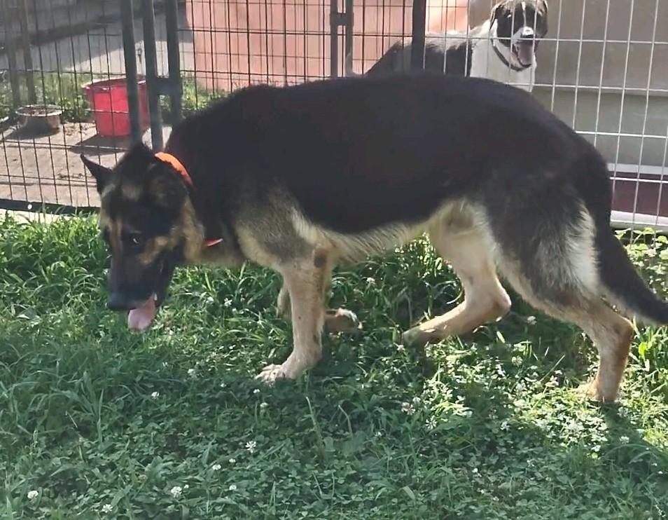 Chester, a Adoptable German Shepherd Dog in Clay City, KY image 3/5