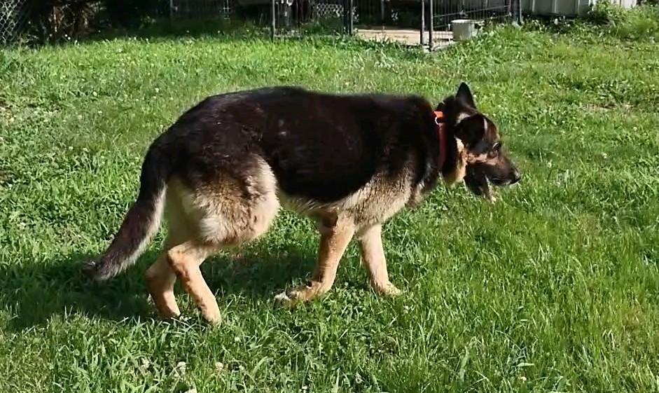Chester, a Adoptable German Shepherd Dog in Clay City, KY image 4/5