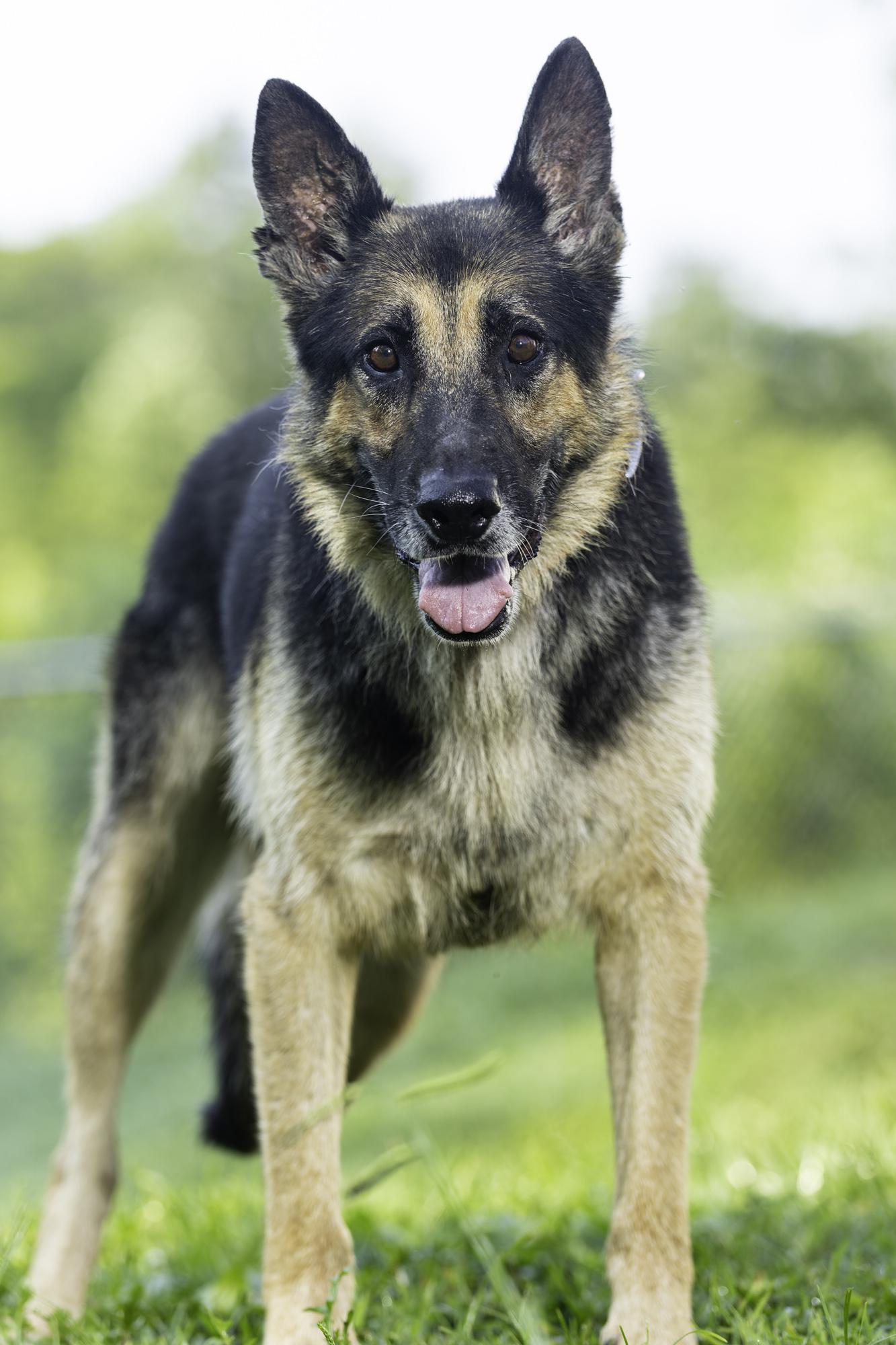 Chester, Adoptable, Senior Male German Shepherd Dog.