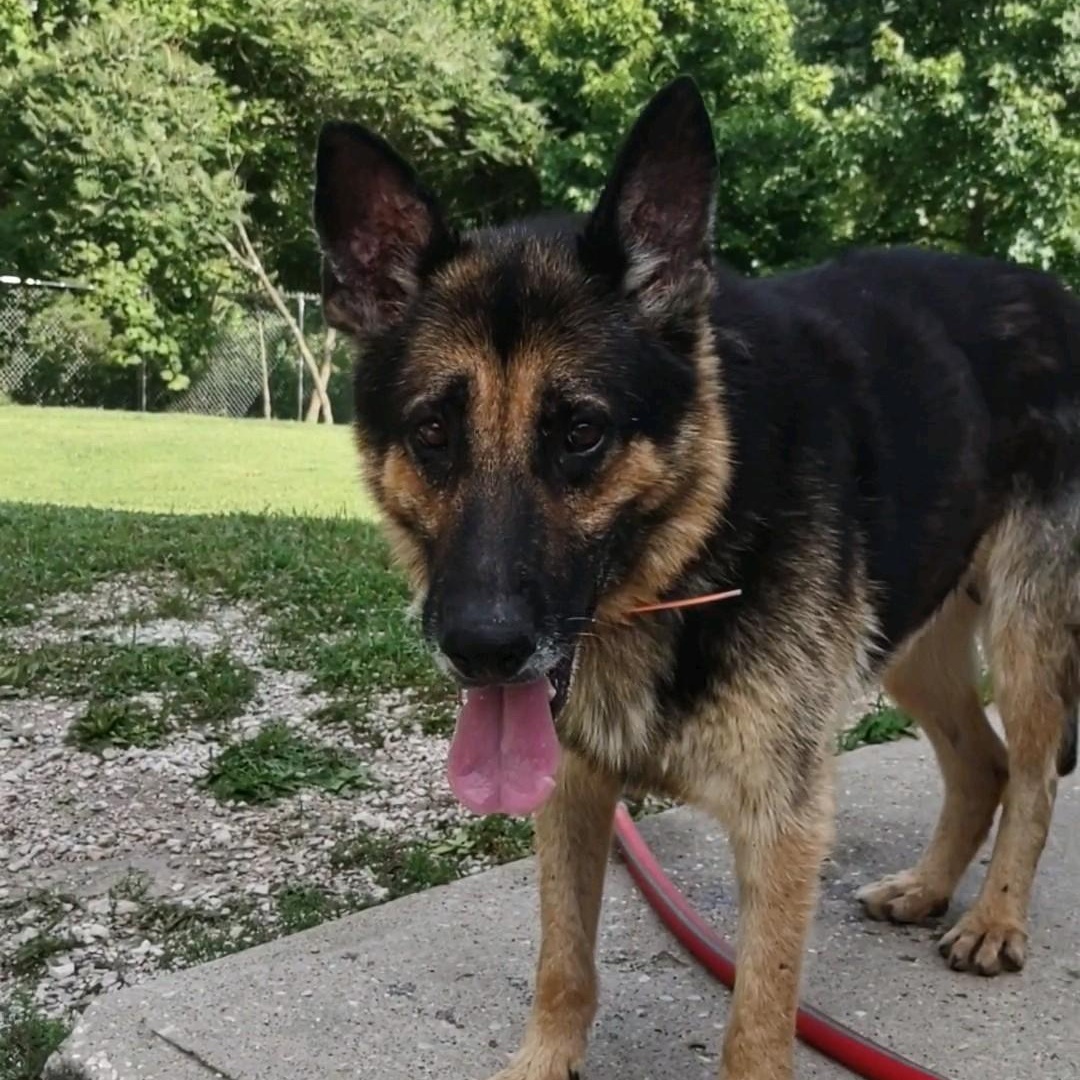 Chester, a Adoptable German Shepherd Dog in Clay City, KY image 1/5