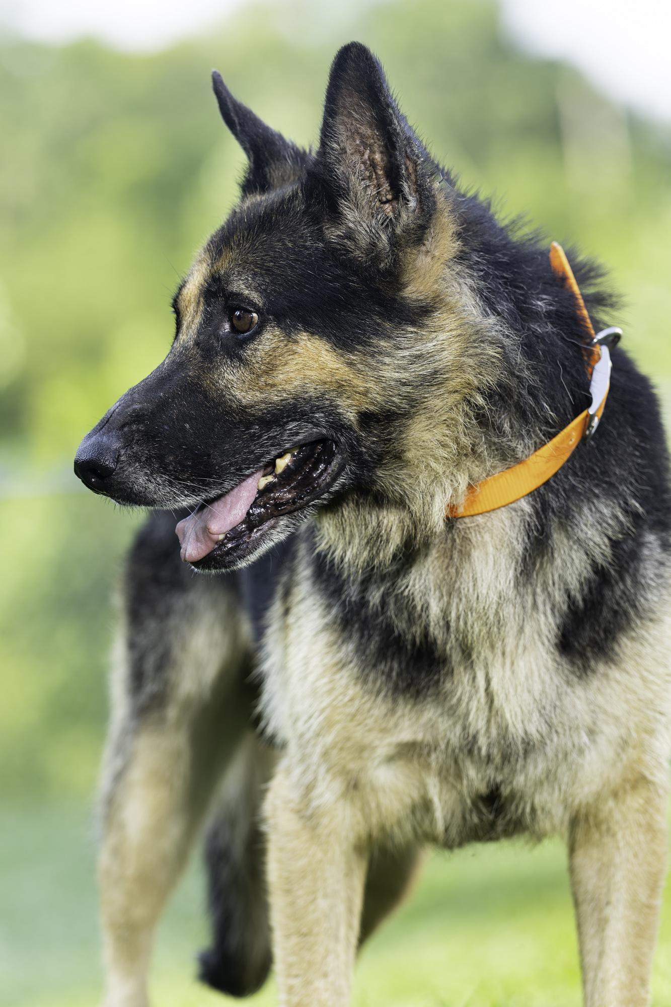 Chester, a Adoptable German Shepherd Dog in Clay City, KY image 2/5