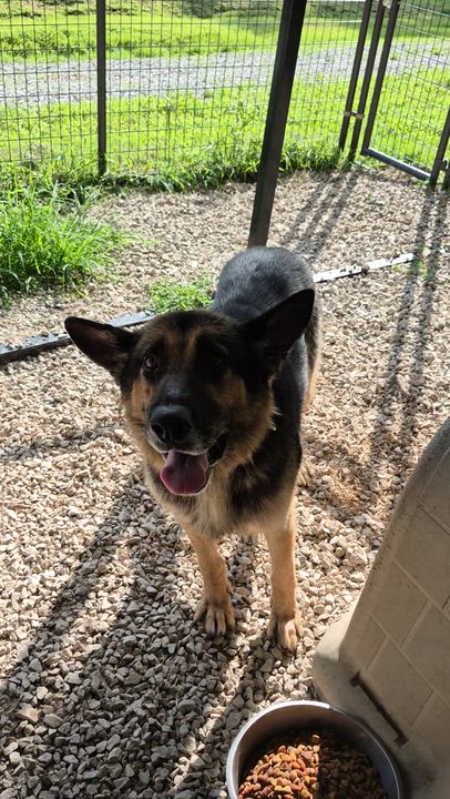Enlarge Chester, a Adoptable German Shepherd Dog in Clay City, KY video 5/5