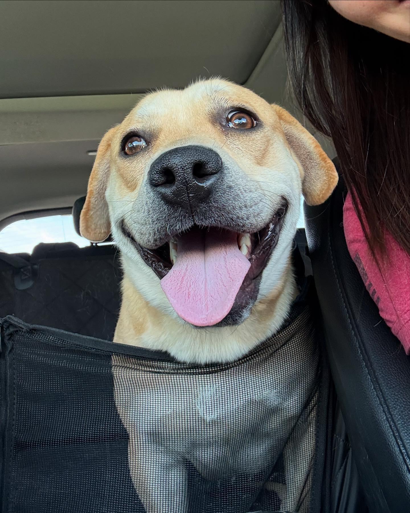 Enlarge Waffles, a Adopted mixed breed in Corona, CA image 1/5