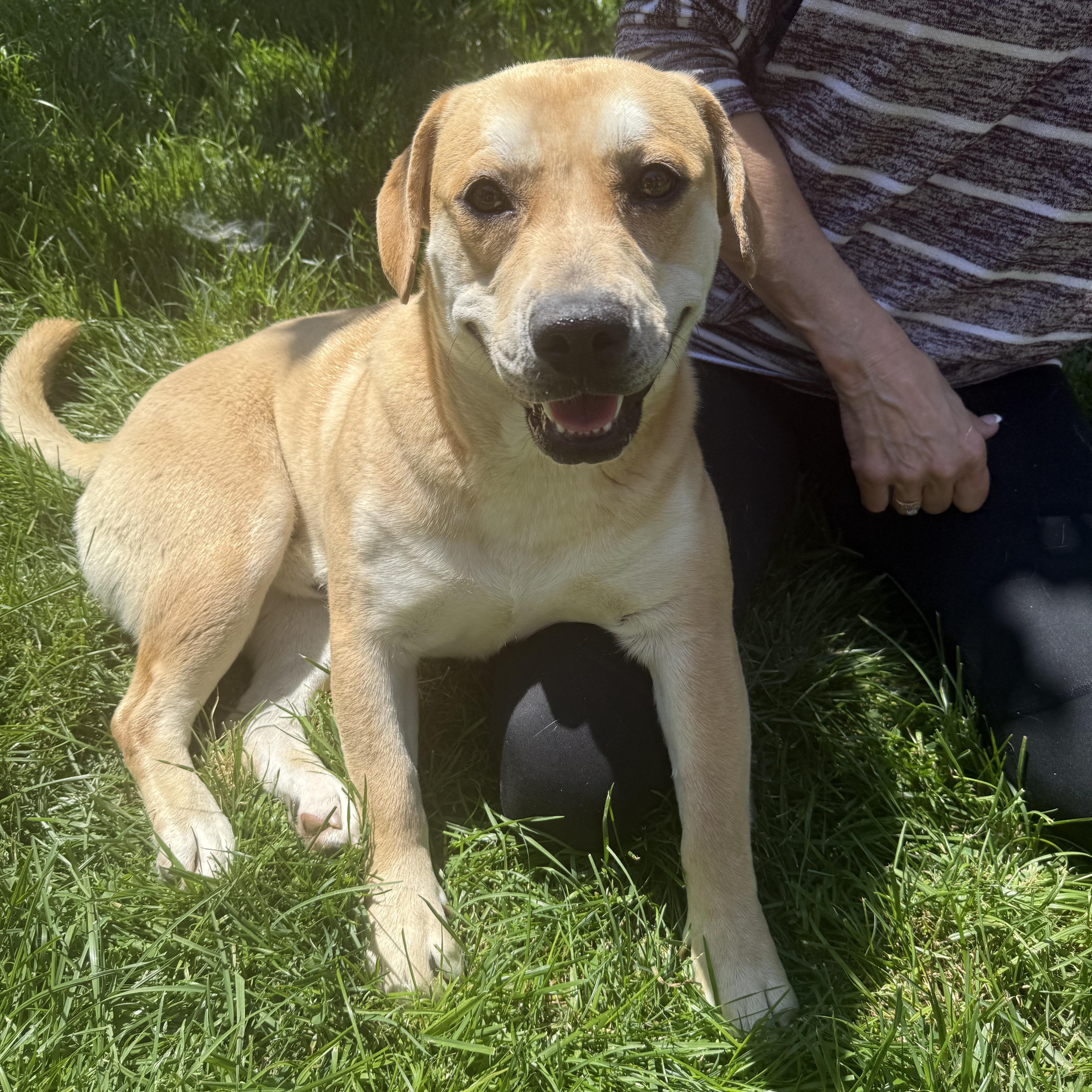 Enlarge Waffles, a Adopted mixed breed in Corona, CA image 2/5