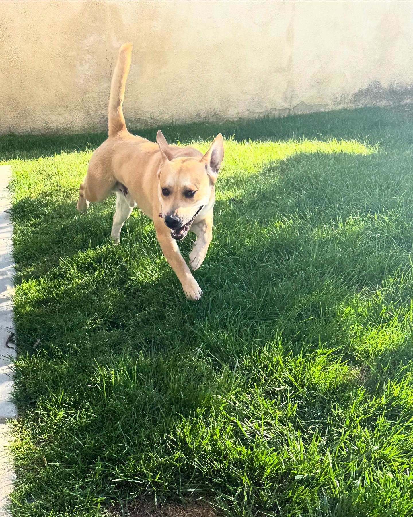 Enlarge Waffles, a Adopted mixed breed in Corona, CA image 3/5