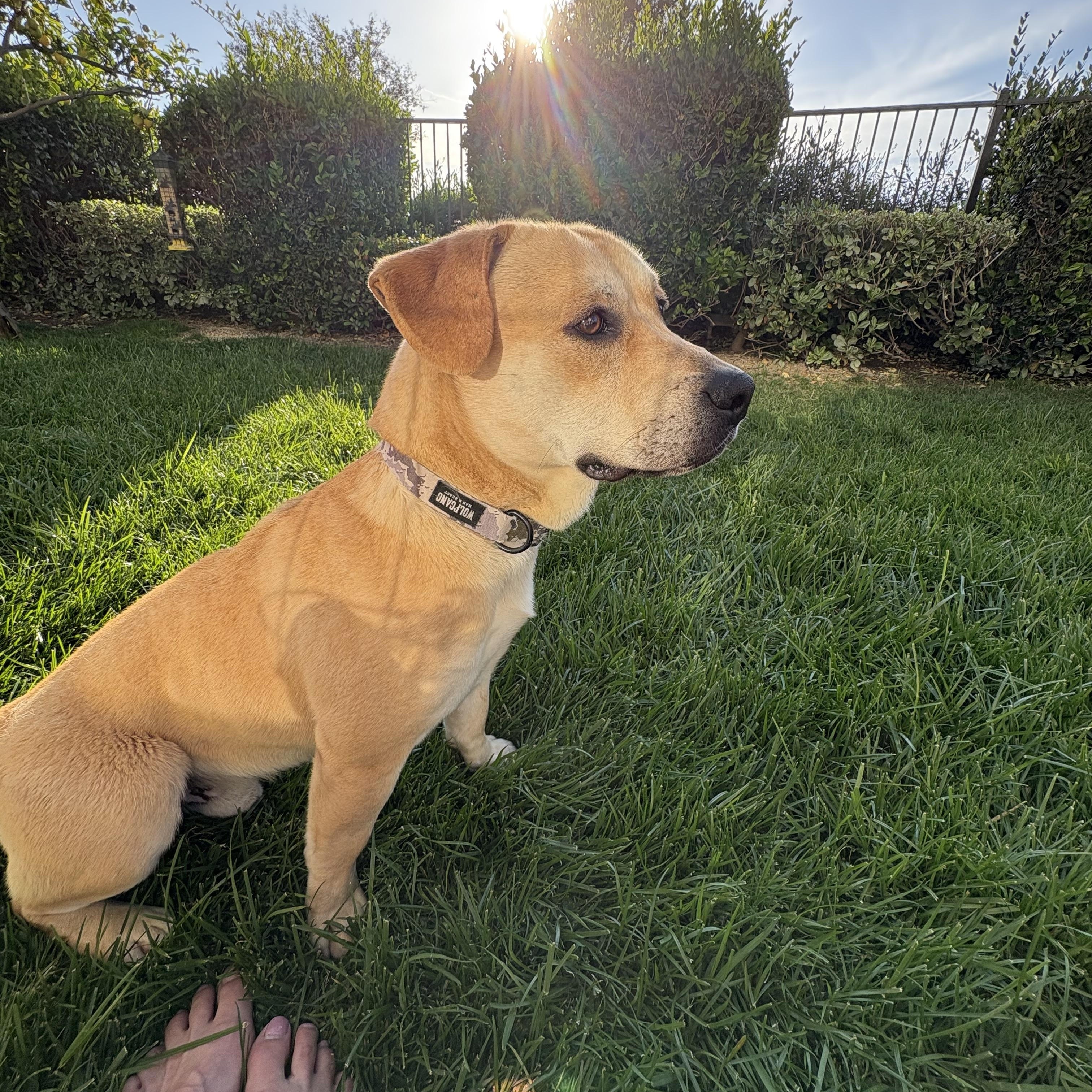 Enlarge Waffles, a Adopted mixed breed in Corona, CA image 4/5